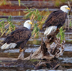 Two adult bald eagles. Photo by David B. Soete.