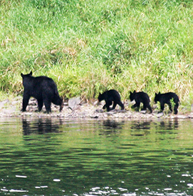 Bears in the Delaware Water Gap. Photo: Delaware River Sojourn.