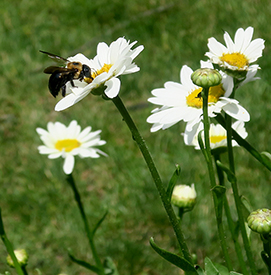 A bumblebee on a daisy. Photo by DRBC.