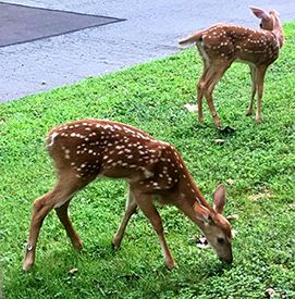 Fawns by the DRBC building. Photo by DRBC.