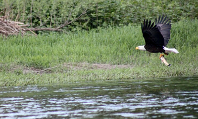 A bald eagle catches a  meal. Photo by Michael Porter.