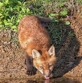 Fox. Photo: John Fallon.