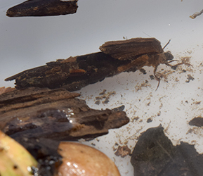A macroinvertebrate collected as part of an educational lesson. Photo by DRBC.