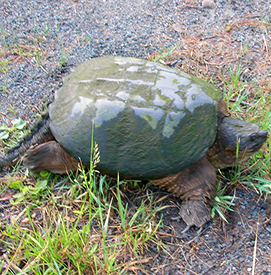 Snapping turtle courtesy of Delaware River Sojourn.