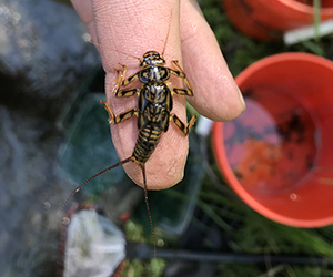 A stonefly nymph collected as part of an educational lesson. Photo by Raffaela Marano.
