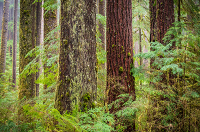Image of a temperate forest
