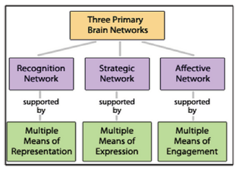 Diagram of three primary brain networks. All content available in text version linked immediately after diagram.