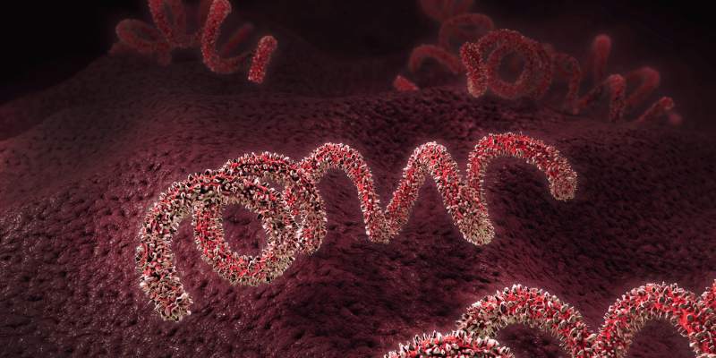 Image of syphilis bacteria