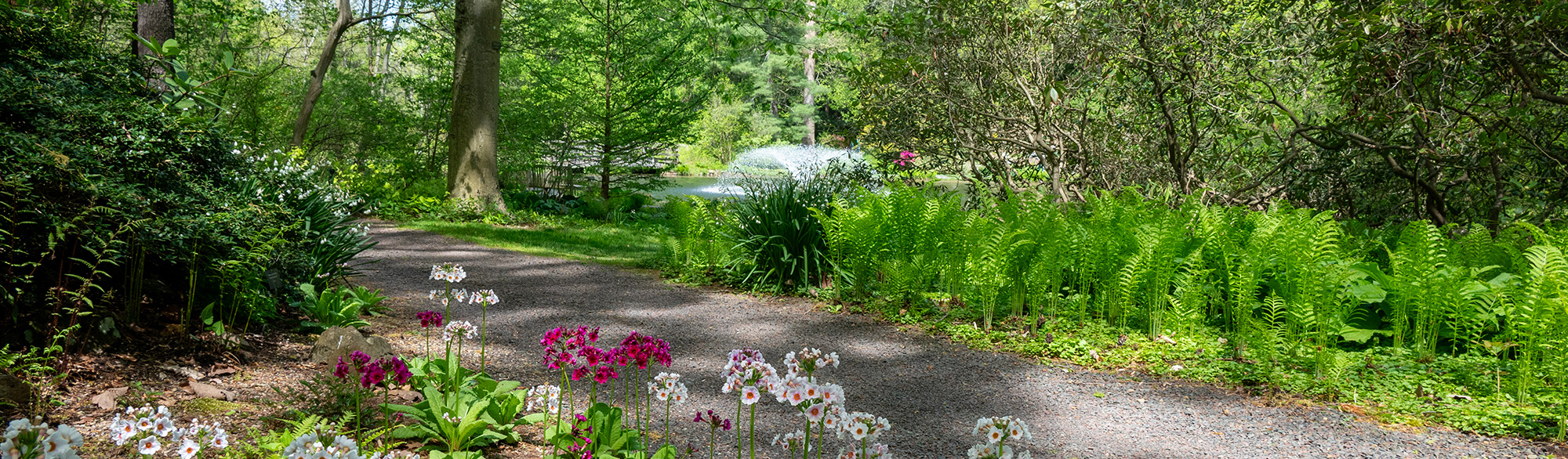 Photo of Leonard Buck Garden path with flowers and water fountain in the background in a pond