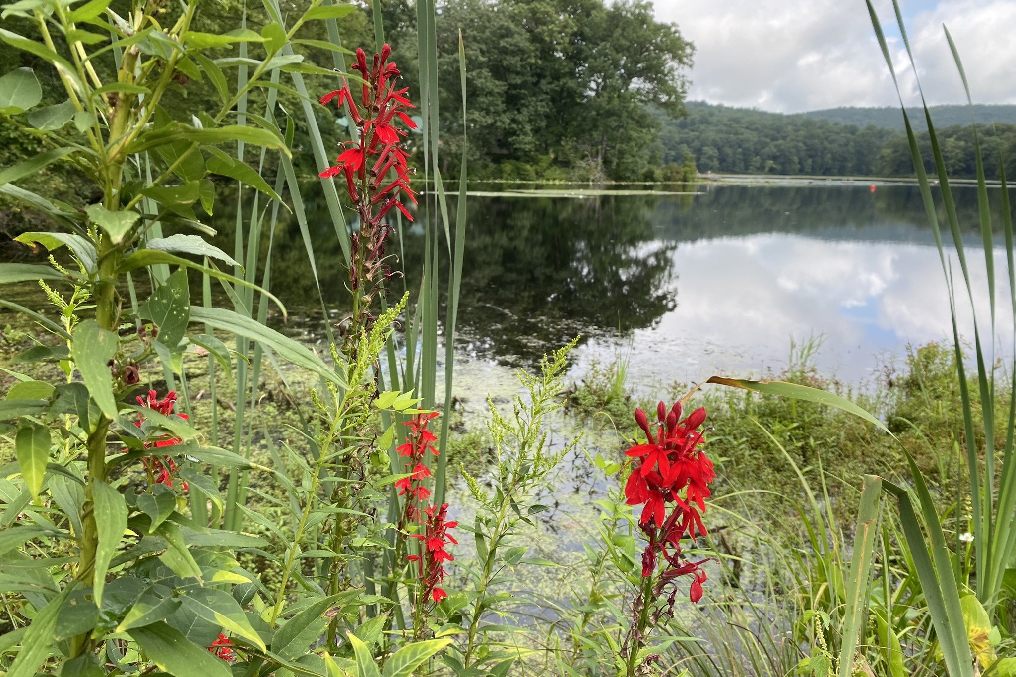 red flowers and grasses with a pond behind