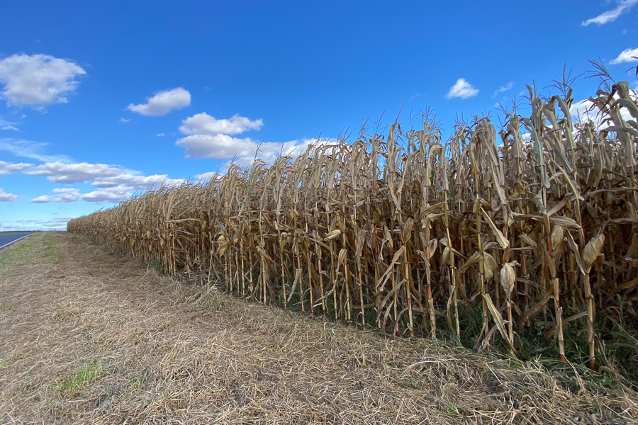 corn field