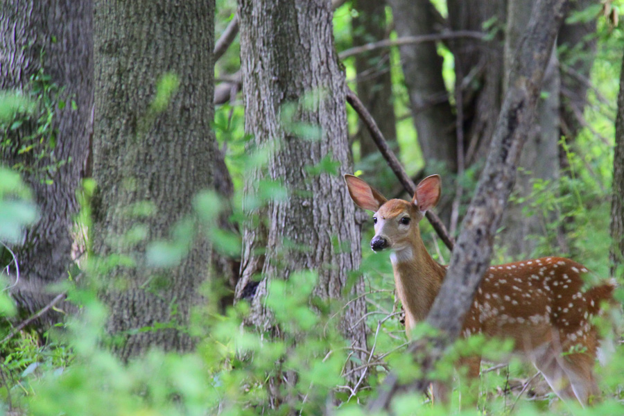 whitetailed deer