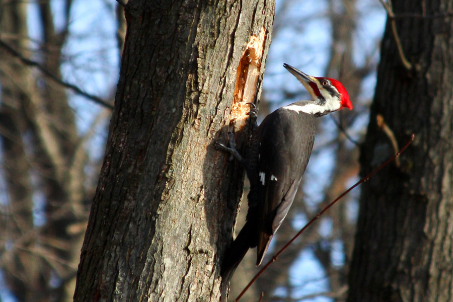 woodpecker