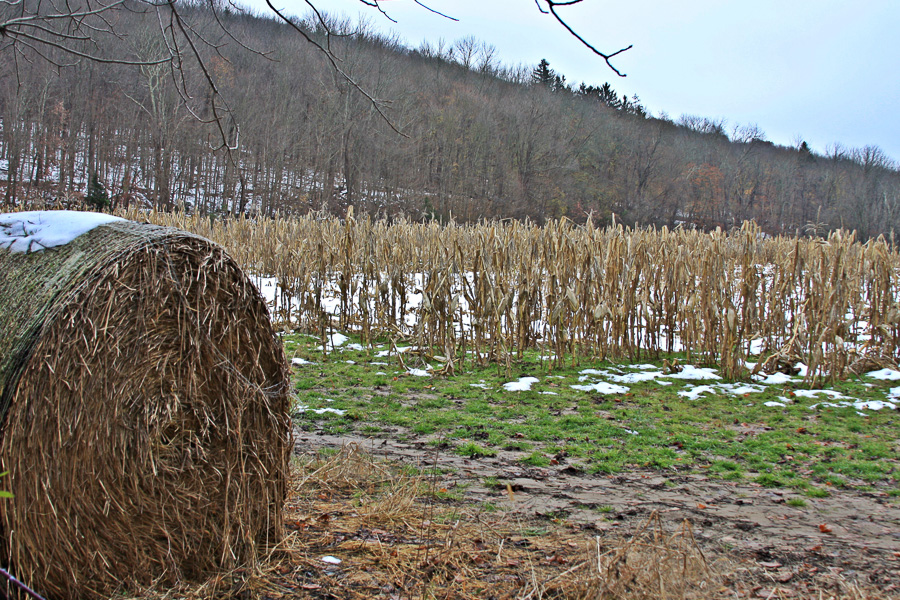 farm hay