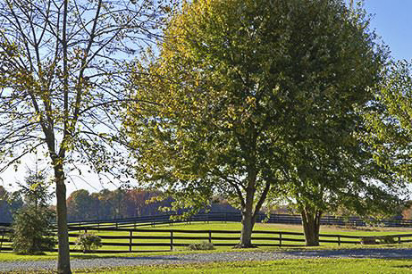 Trees and a fence