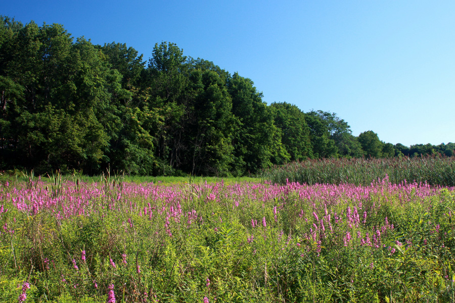 hardyston nj field purpoke flowers