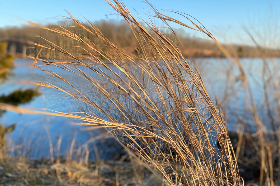 grasses blowing with water and trees in the back