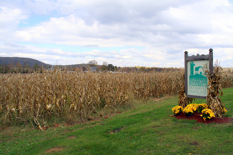 preserved farm corn stalks and yellow flowers