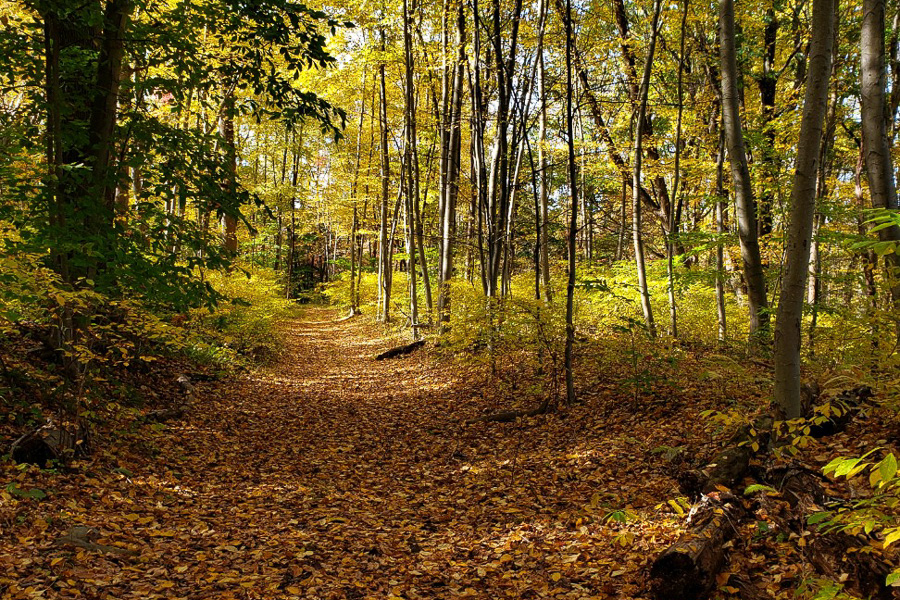 trail in the woods