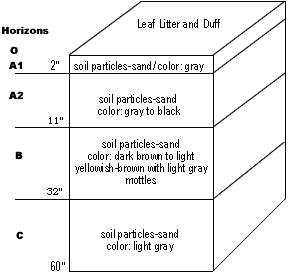 soil profile horizons