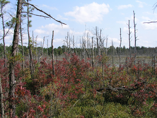 Lands preserved in the Toms River Corridor through the Pinelands Conservation Fund