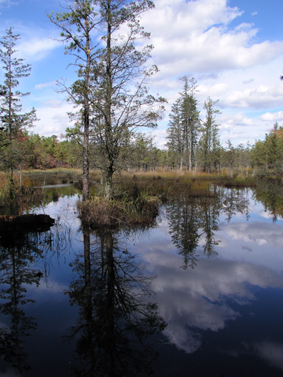 Cedar swamp in the Pinelands