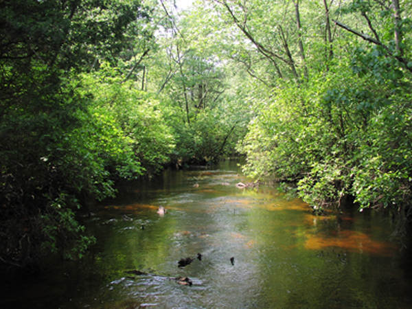 Kirkwood-Cohansey Aquifer: South Jersey's Water Supply - South