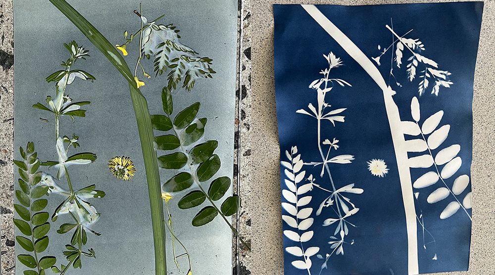 cyanotype