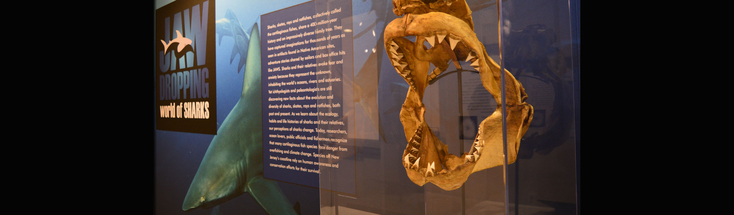 Jaw Dropping World of Sharks – New Exhibition Now Open!